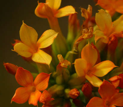 Image of <i>Kalanchoe <i>crenata</i></i> (Andrews) Haw. ssp. crenata