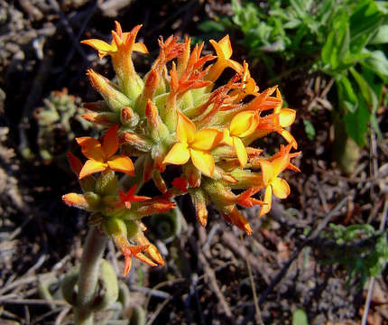 Kalanchoe lanceolata (Forsk.) Persoon resmi