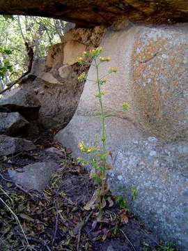 Kalanchoe lanceolata (Forsk.) Persoon resmi