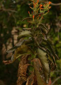 Kalanchoe lanceolata (Forsk.) Persoon resmi