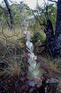 Image of Kalanchoe luciae