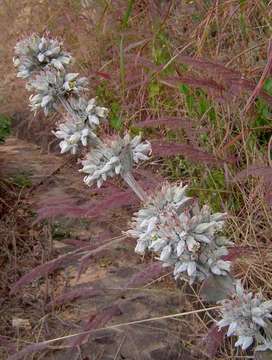 Kalanchoe luciae resmi