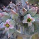 Image of Kalanchoe luciae subsp. luciae