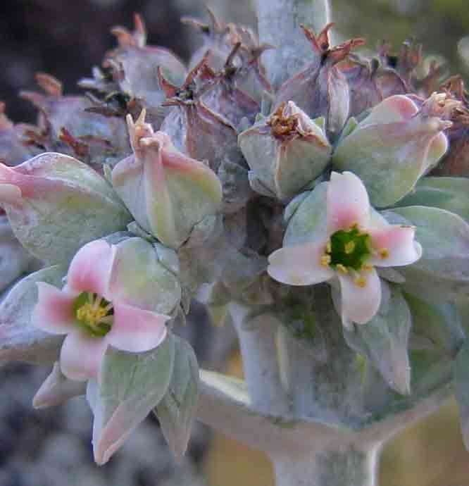 Image of Kalanchoe luciae