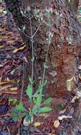 Image of Common kalanchoe