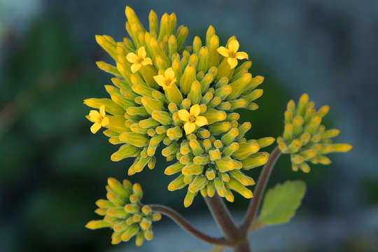 Image of <i>Kalanchoe velutina</i> Welw. ex Britten ssp. <i>chimanimaniensis</i> (R. Fern.) R. Fern.