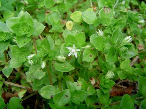 Image of Crassula pellucida L.