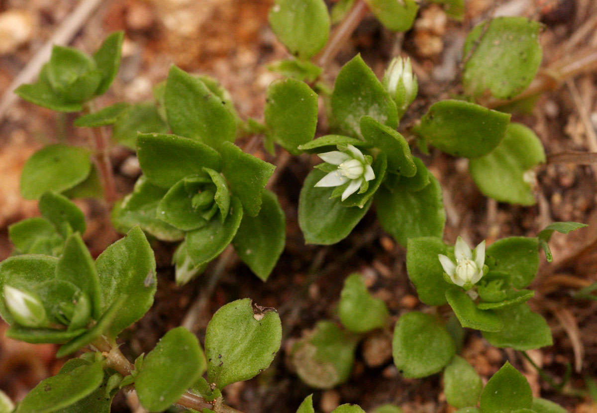 Слика од Crassula pellucida L.