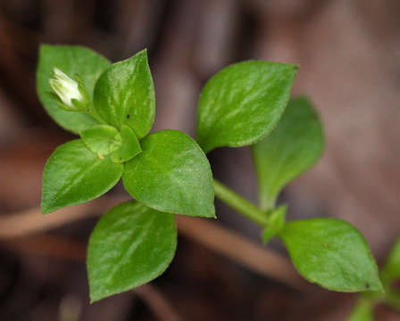 Слика од Crassula pellucida L.