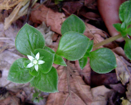 Слика од Crassula pellucida L.