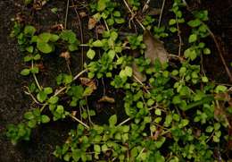 Image of Crassula pellucida L.