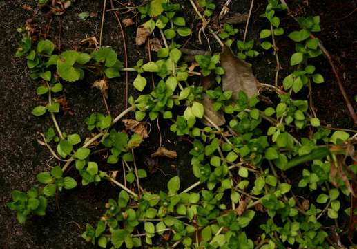 Image of Crassula pellucida L.