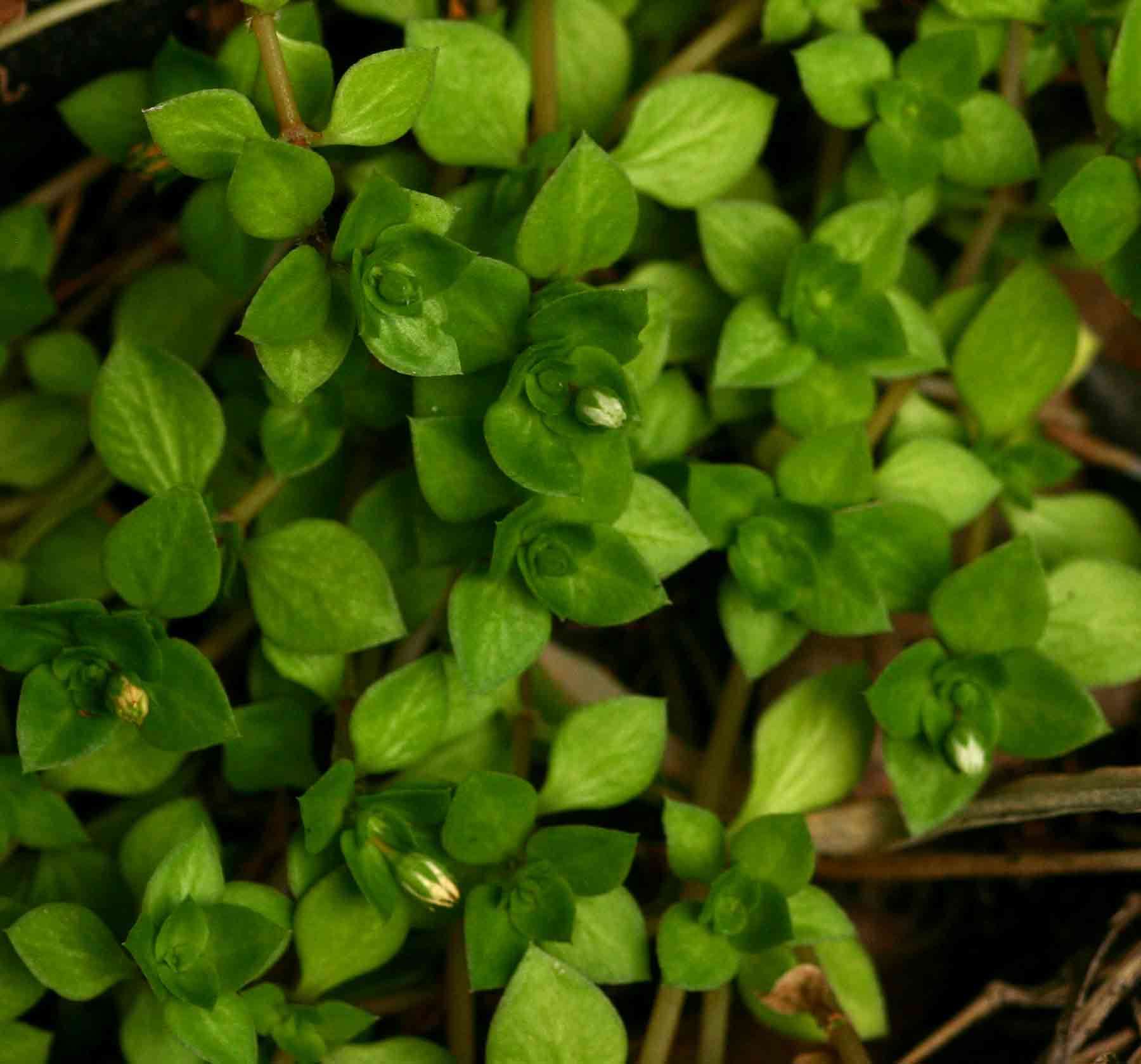 Image of Crassula pellucida L.