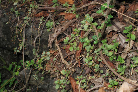 Слика од Crassula pellucida L.