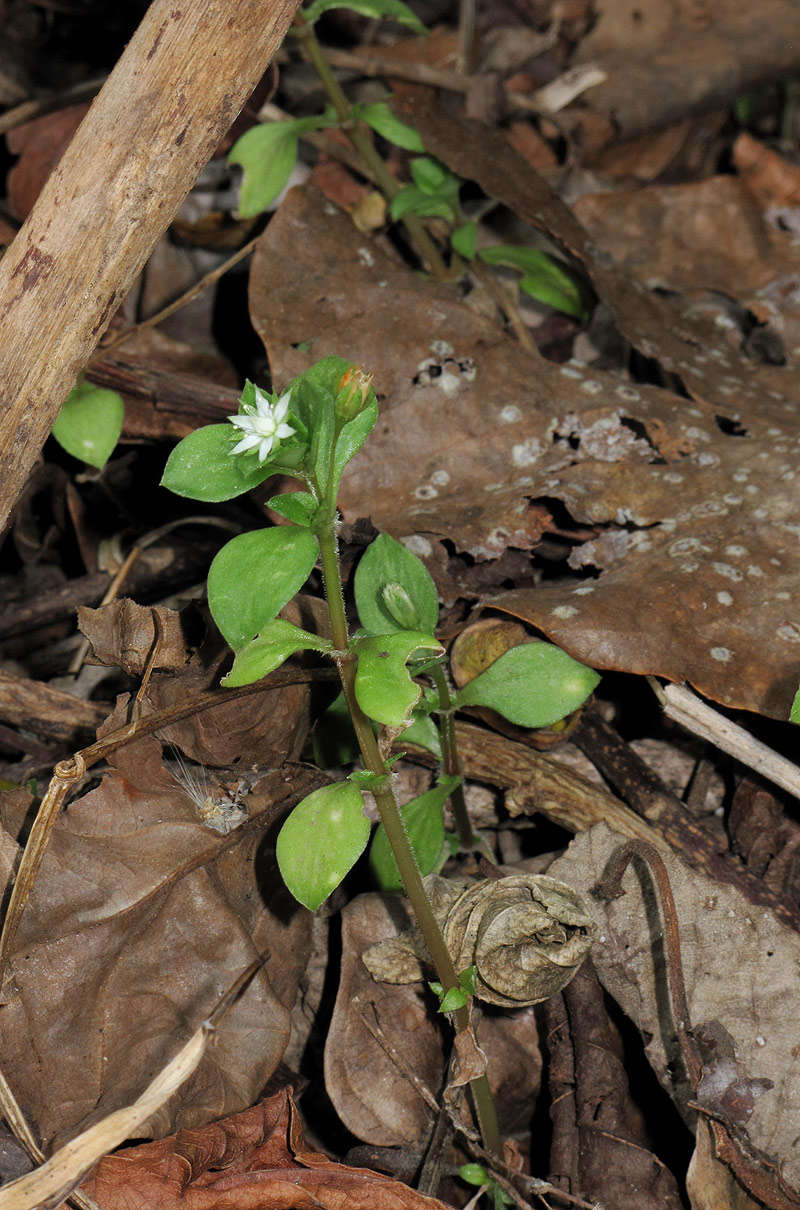 Image of Crassula pellucida L.