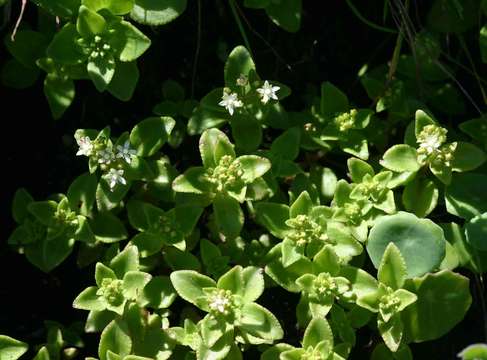 Image of <i>Crassula alticola</i> R. Fern.