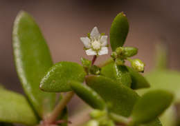 Image of <i>Crassula expansa</i> Dryand. ssp. fragilis (Baker) Tölken var. fragilis