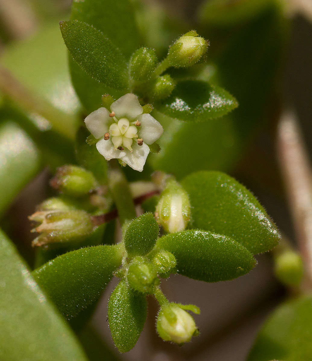 Image of <i>Crassula expansa</i> Dryand. ssp. fragilis (Baker) Tölken var. fragilis