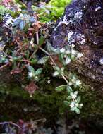 Image of <i>Crassula expansa</i> Dryand. ssp. fragilis (Baker) Tölken var. fragilis