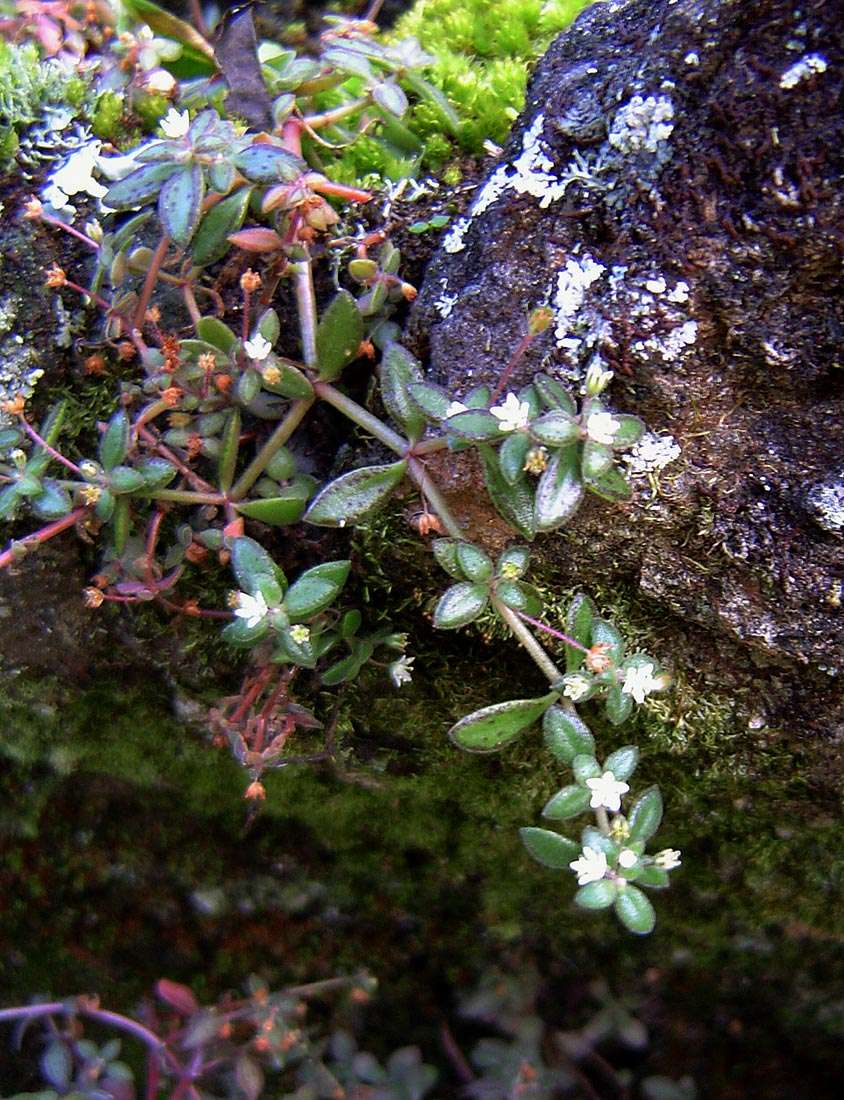 Image of <i>Crassula expansa</i> Dryand. ssp. fragilis (Baker) Tölken var. fragilis