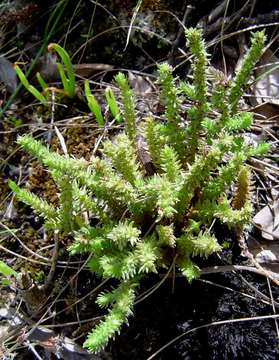 Image of Crassula lanceolata (Eckl. & Zeyh.) Endl. ex Walp.