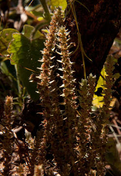 Image of Crassula lanceolata (Eckl. & Zeyh.) Endl. ex Walp.