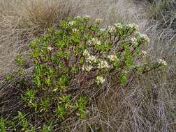 Image of Crassula sarcocaulis Eckl. & Zeyh.