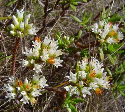 Image of Crassula sarcocaulis Eckl. & Zeyh.