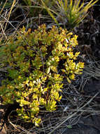 Image of Crassula sarcocaulis Eckl. & Zeyh.