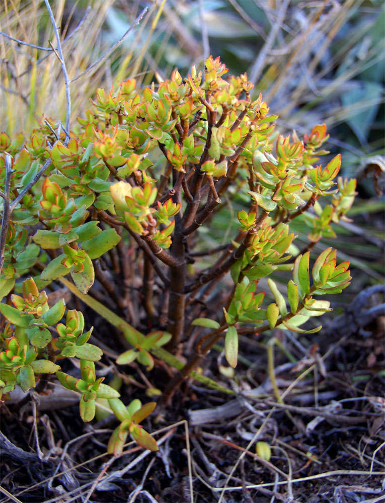 Image of Crassula sarcocaulis Eckl. & Zeyh.