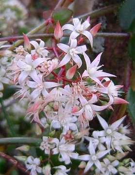 Image of Crassula sarmentosa Harv.