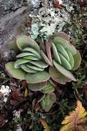 Image of <i>Crassula swaziensis</i> Schönland ssp. swaziensis var. swaziensis