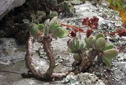 Image of <i>Crassula swaziensis</i> Schönland ssp. swaziensis var. swaziensis