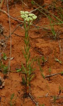 Image of Crassula vaginata Eckl. & Zeyh.