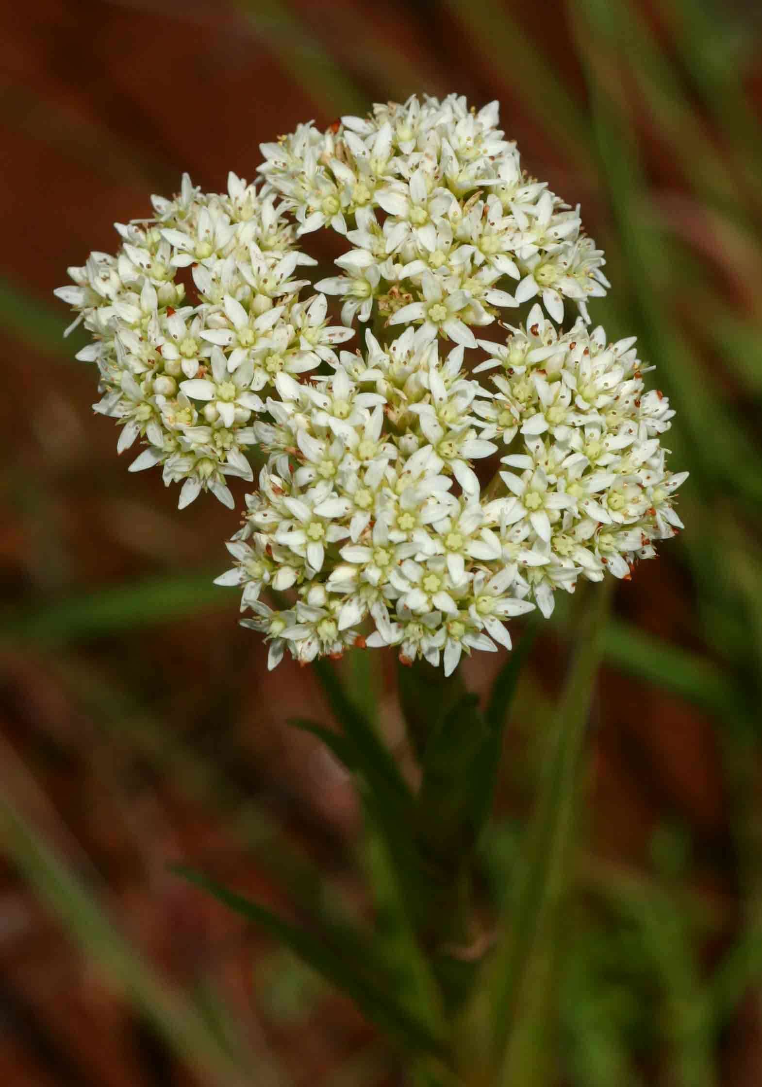 Слика од Crassula vaginata Eckl. & Zeyh.