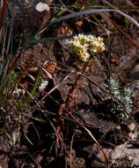 Crassula vaginata Eckl. & Zeyh. resmi