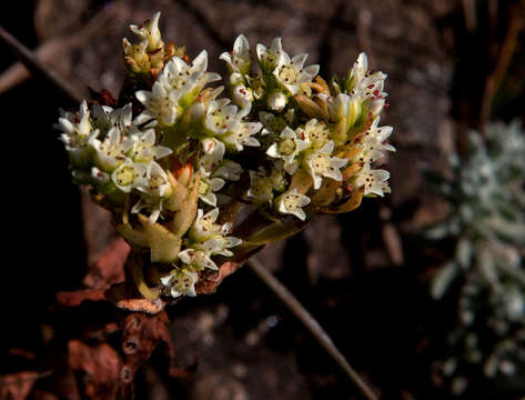 Crassula vaginata Eckl. & Zeyh. resmi