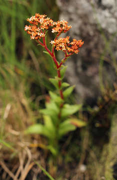 Слика од Crassula vaginata Eckl. & Zeyh.