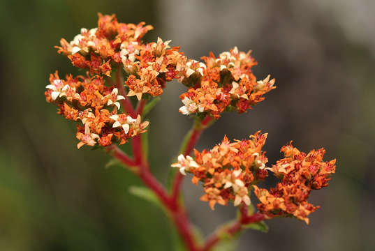 Слика од Crassula vaginata Eckl. & Zeyh.