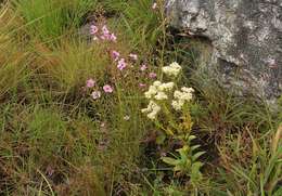 Crassula vaginata Eckl. & Zeyh. resmi