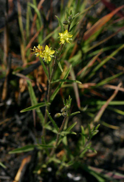 Image of Vahliaceae