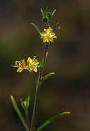 Image of Vahliaceae