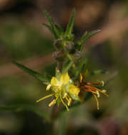 Plancia ëd Vahliaceae