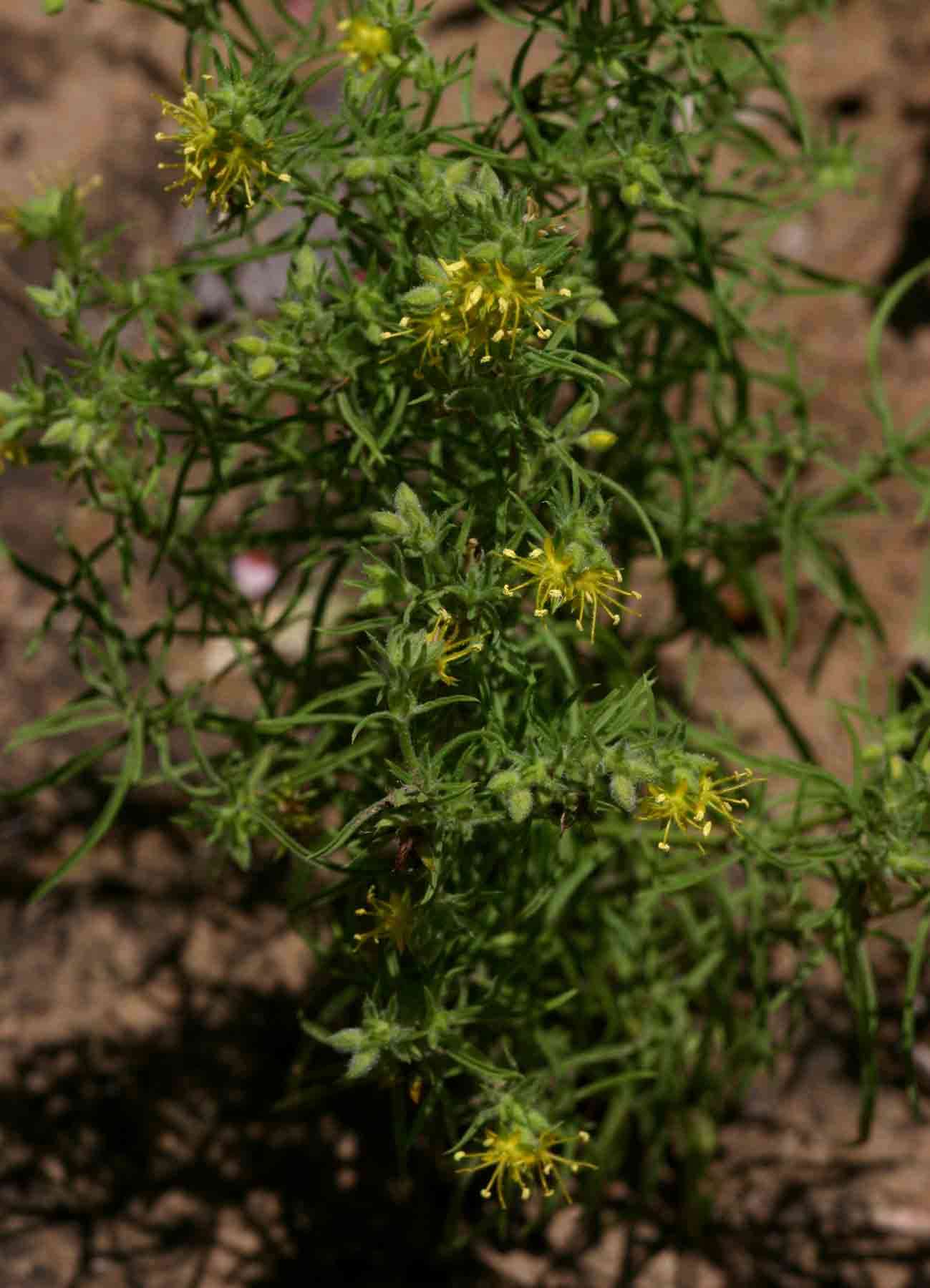 Plancia ëd Vahliaceae