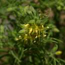 Image of <i>Vahlia capensis</i> (L. fil.) Thunb. ssp. vulgaris Bridson var. vulgaris