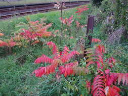 Image of staghorn sumac