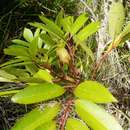 Image de Cunonia capensis L.