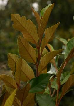 Image of Trichocladus ellipticus Eckl. & Zeyh.