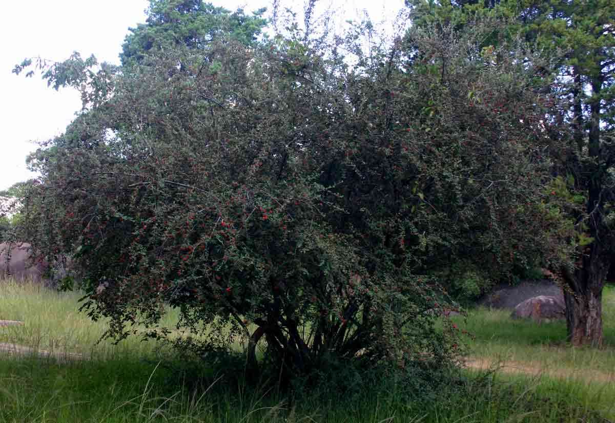 Plancia ëd Cotoneaster pannosus Franch.