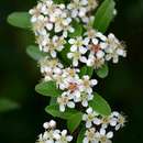 Plancia ëd Pyracantha crenulata (D. Don) M. Roemer